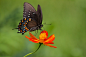 General 5184x3456 animals lepidoptera flowers plants macro butterfly