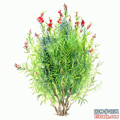 最全100-1张精美园林植物水彩效果图（拉丁名+种名） - 手绘效果图 - 园林学习网 - 10年专注！最大最精最专一的园林景观行业交流平台 - 手机版
