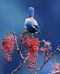 Some superb photographs of birds, Sushyue Liao , a Taiwanese photographer (via)