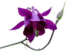 Amaranth2003采集到耧斗菜 Aquilegia