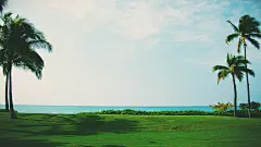 棕榈树,草坪,海边风景桌面壁纸