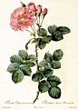 200年前的玫瑰绘花卉绘制图谱丨作者：Pierre-Joseph Redouté