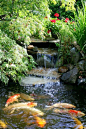 Fantastic garden pond with koi fish!: 