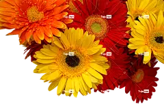 菊花 4K壁纸 4K壁纸1920X1080 笔记本电脑壁纸 库克金币
