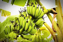 香蕉 Mac壁纸 树 绿色 森林 植物 全高清壁纸 白色的 黄色