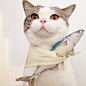 带娃娃的猫 <a class="text-meta meta-tag" href="/search/?q=喵星人">#喵星人#</a>