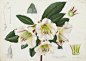 Rhododendron rhabdutum - Lillian Snelling - Kew Gardens Botanical Prints - Kew Botanical Prints