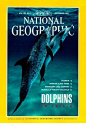1992年9月，海豚危机：巴哈马群岛，清澈的水域，一对大西洋斑点海豚，旋转嬉戏，摄影弗莱·尼克伦（Flip Nicklen）。早在该文发表前的十年间，数百万聪明的海洋哺乳动物或死于人类结网捕捉或水质污染被毒死。虽然现在已经出台捕捉海豚限令，但是他们的生存环境仍受商业捕捞或者其他物种的威胁。