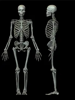 人体整体骨架结构