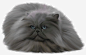 忧郁的英国猫高清素材 忧郁 猫咪 英国 蓝眼 蓝色 免抠png 设计图片 免费下载