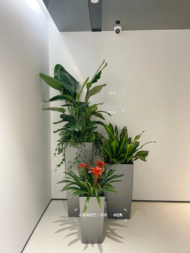 高档自吸水花盆绿植组合，办公室绿植-花瓣网