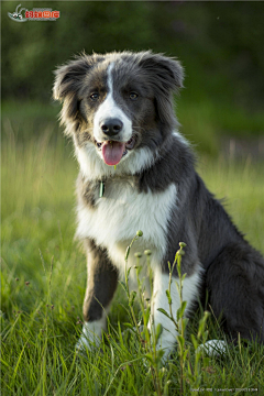 小花xiaohua采集到牧羊犬