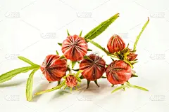 红色洛神葵花