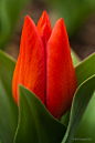 ✯ Tulipa 'Praestans Fusilier': 