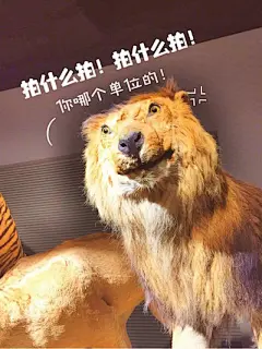 一个叫黄油相机的app把表情包业务做到了博物馆