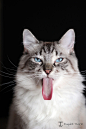 这只名叫Ragdoll Thorin的蓝眼猫猫，它的舌头特别长，还总喜欢吐舌头做鬼脸，一脸呆萌。