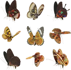 复古手绘水彩野生动物鸟类昆虫孔雀鹦鹉元素插画