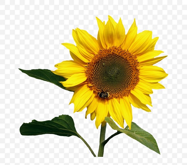 向日葵花花朵葵花阳光png