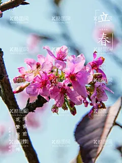 立春海报  - 源文件下载【酷图网】立春海报,立春海报底图,立春创意画,立春素材,立春海报素材,二十四节气,立春,立春微信海报,立春手机海报,立春宣传单,立春单页,立春地产,立春广告,立春高端海报,