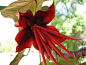 Chiranthodendron pentadactylon。魔爪花。