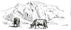 矢量手绘牛羊  - 源文件下载【酷图网】手绘牧场,牛肉,草原,放牧,牛羊,山脉牛棚,山脉放牧,牛,黄牛,手绘牛,设计,PSD分层素材,300DPI,PSD