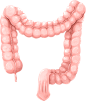 肠 医学器官 PNG免抠图