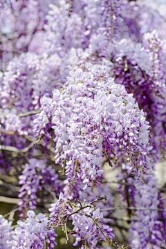 紫盆花采集到2-花卉植物