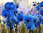 蓝色的兰花花朵