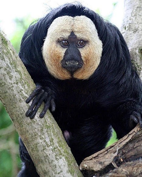 White-faced #Saki #Monkey: #nature #photography #amazon