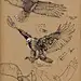 Insects, Floris van der Peet : Insects by Floris van der Peet on ArtStation.