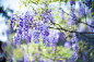 General 2048x1363 nature macro plants flowers purple flowers