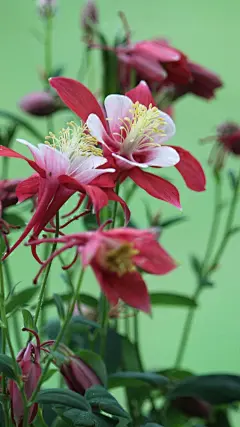 美丽的猫爪花手机壁纸_风景壁纸_手机壁纸_主题之家下载站