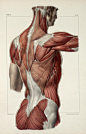 Muscles+of+the+back%2C+shoulder+and+buttocks.jpg 680×1.061 Pixel: 