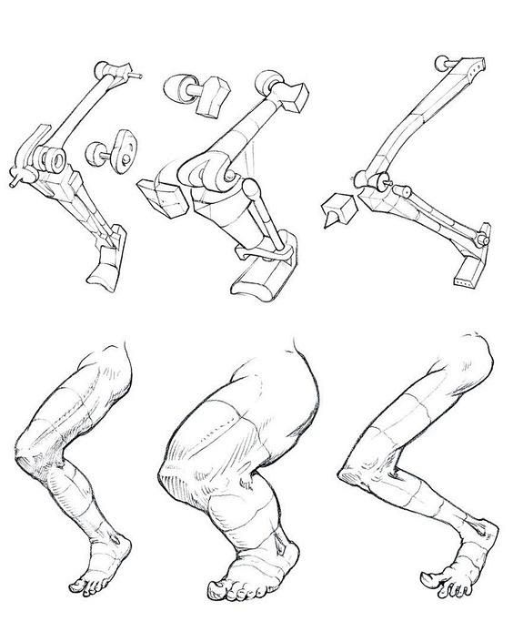 anatomy reference Из...