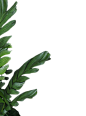 叶子树叶png (21)