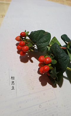木槿0519采集到Hibiscus—by myself