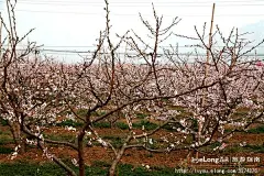 实拍：去神泉谷，看桃花、挖野菜, 曹作兰旅游攻略