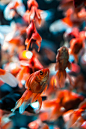 Goldfish by Hendrik Schicke