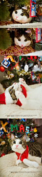 HO~HO~HO~~说好的圣诞大片来啦！去年圣诞在忙着开淘宝店，（店铺名“司家玩艺舍”，圣诞树上的装饰就是拿店里的拼豆做的）没时间精力过节。前几天看到一个视频，评论里说圣诞节也是国外是流浪猫狗被领养的高峰。真希望多些孩子能有个家。最后，祝大家圣诞平安快乐啦~~\(≧▽≦)/~