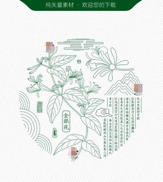 线描金银花手绘金银花圆形金银花银花忍冬花...