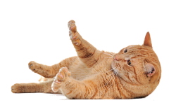 我也不知飘向何方采集到猫