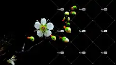 梅花 白色的花 花卉背景 李子树花 花朵 美丽的花朵 自然 花壁纸