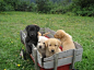 Puppies In A Trolley