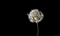 黑色蒲公英花花favim-com-2495926