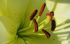 娇艳的百合花特写桌面高清壁纸桌面壁纸4