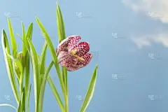 天空,贺卡,留白,花格贝母,贝母,蓝色,春天,水仙花,格子图案,花