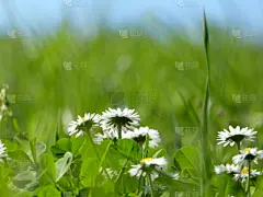 草地,雏菊,壁纸,接力赛,奥斯提若,上阿迪杰,奥地利,春白菊花,草,春天