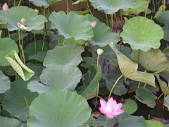 花瓣--雨采集到花卉植物壁纸