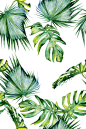 叶子,绘画插图,拥挤的,热带雨林,鸡尾酒,水彩画,热带植物图案,巴哈马国,热带气候,棕榈树