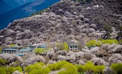 【图片】#宝藏小城#[kris带你云游花海】春来夏往，秋收冬藏，请收好这份四季“花海报表”,浙江景点图片-游侠客旅行